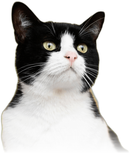 Gato blanco y negro atendido en la unidad de medicina felina de PetEco