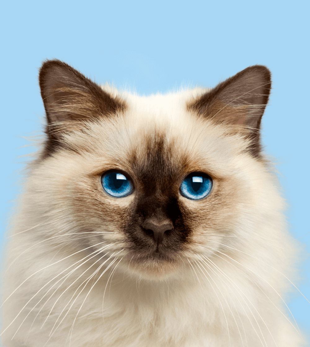 Gato