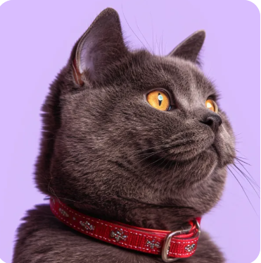 Gato gris de ojos ámbar con collar rojo sobre fondo lila
