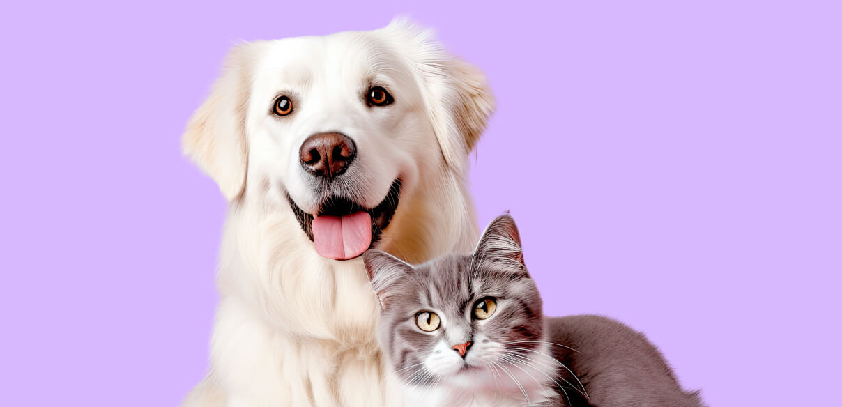 Perro y gato
