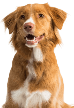 Perro feliz listo para su revisión