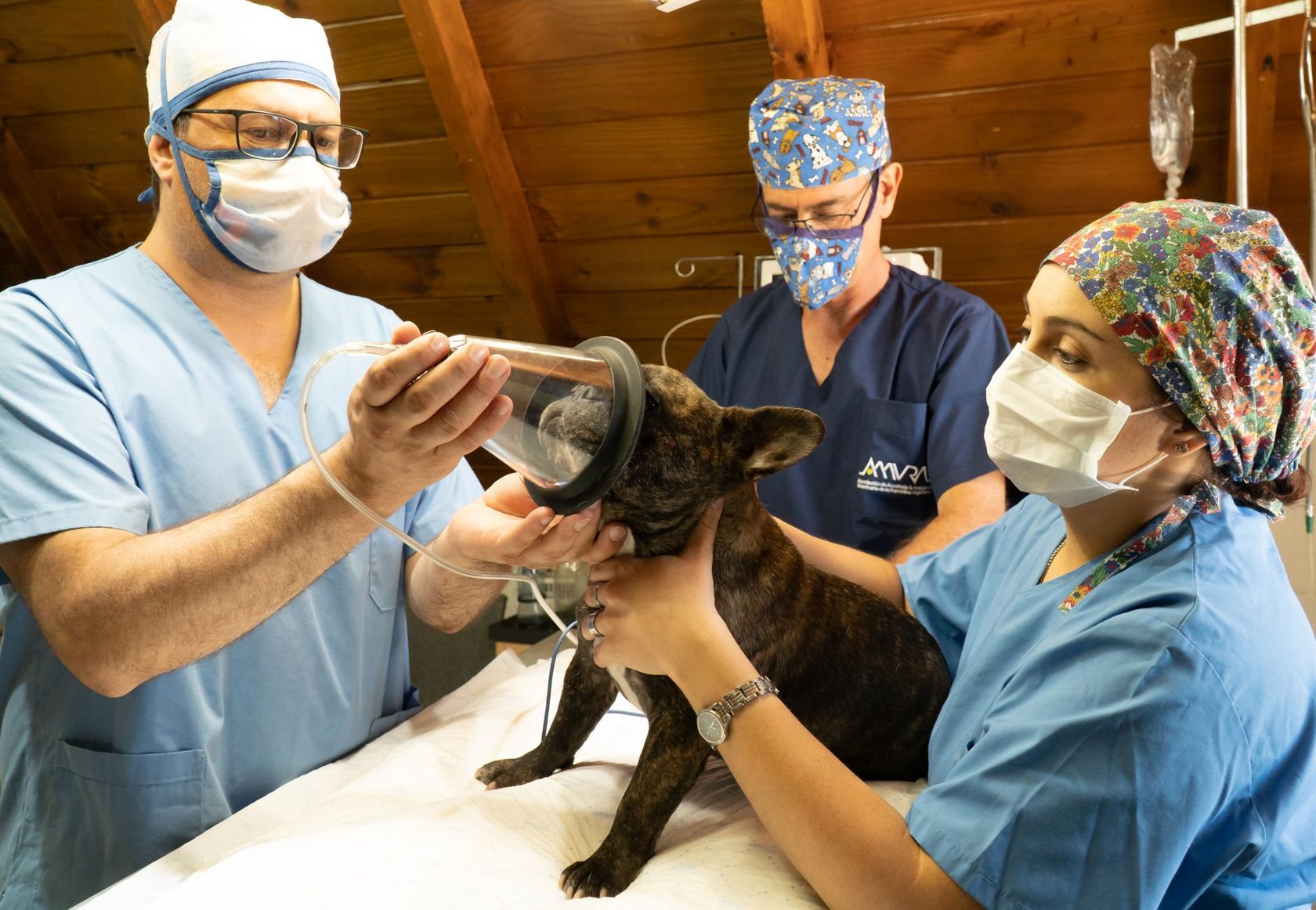 Equipo veterinario de PetEco en el quirófano preparando a un perro para cirugía