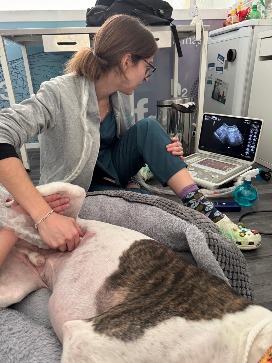 Ecografía a un perro con ecógrafo en PetEco