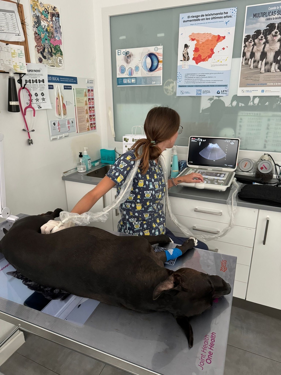 Ecografía veterinaria en PetEco