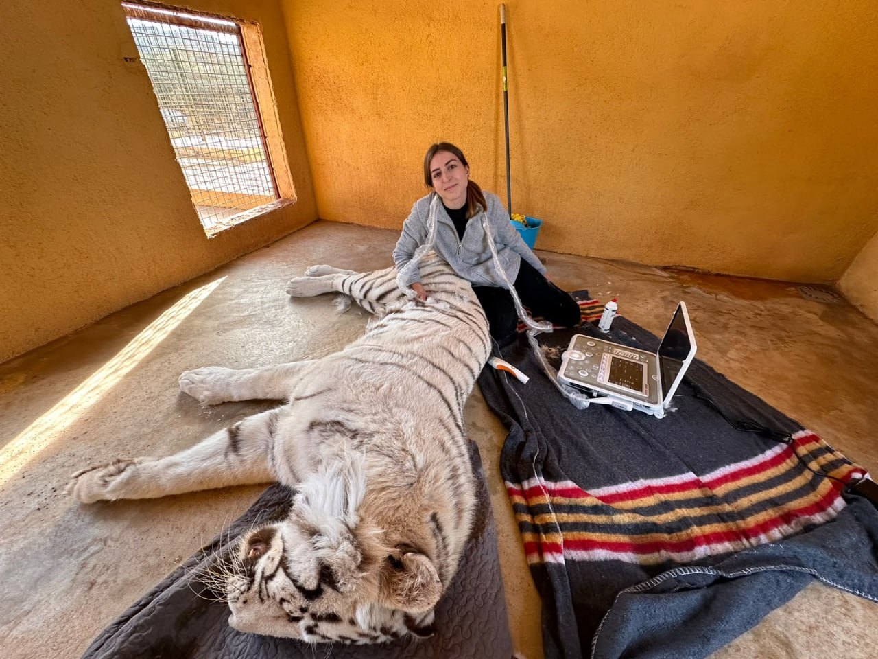 Veterinaria de PetEco junto a un tigre blanco durante su ecografía
