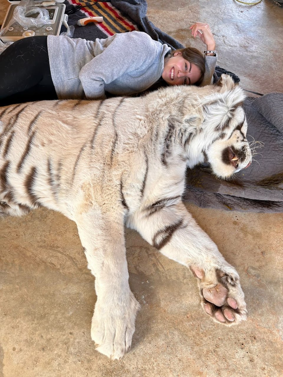 Veterinaria de PetEco con un tigre blanco sedado tras la ecografía