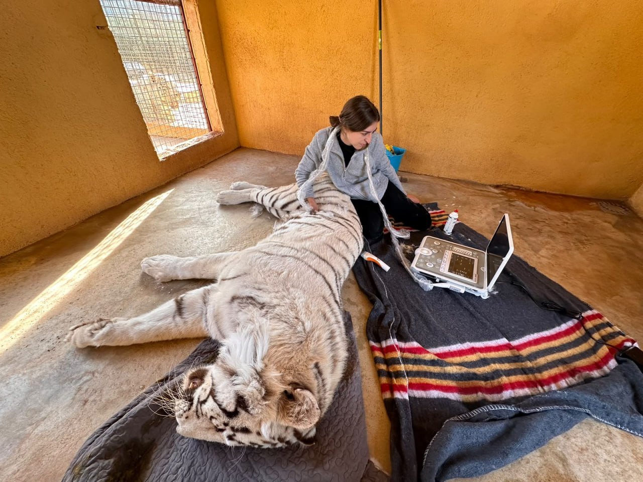 Veterinaria de PetEco haciendo una ecografía a un tigre blanco