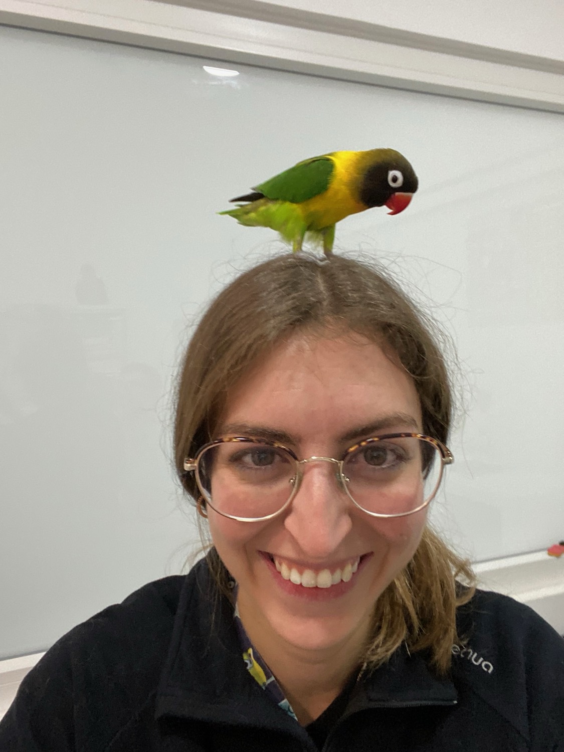 Agapornis atendido por veterinario de exóticos en Galapagar