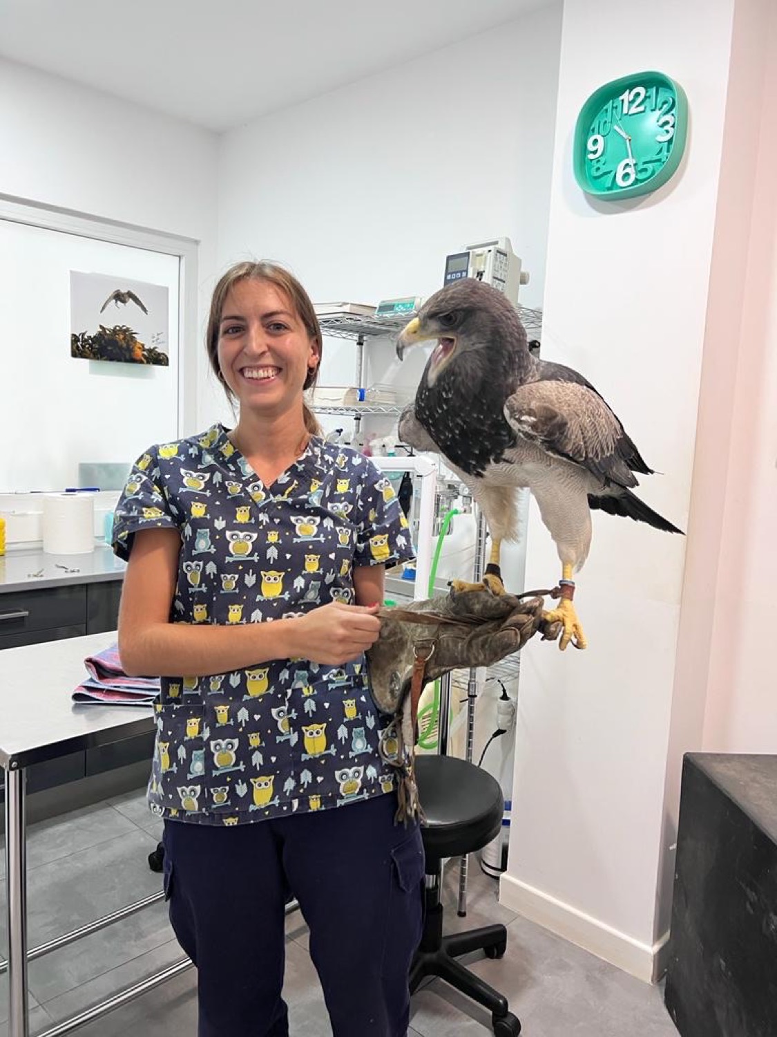 Águila atendida en PetEco