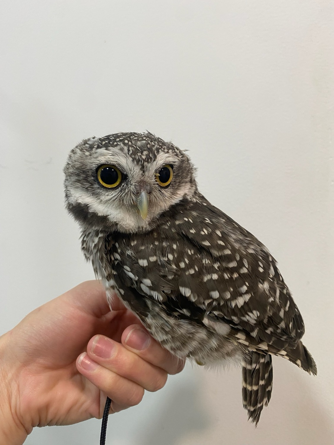 Mochuelo en la mano de una veterinaria de exóticos