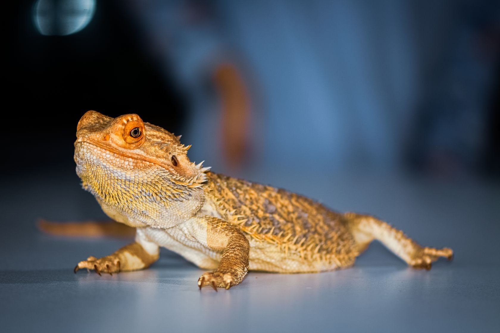 Dragón barbudo, uno de los reptiles que atendemos en el veterinario de exóticos de PetEco