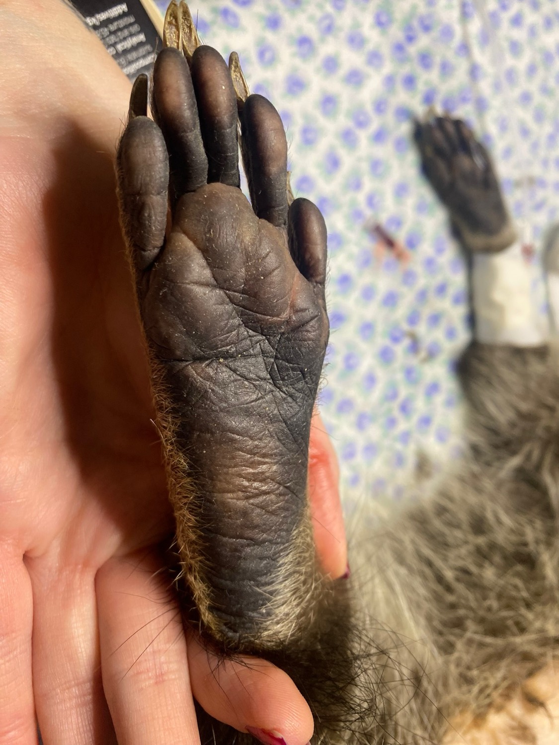 Exploración de una pata