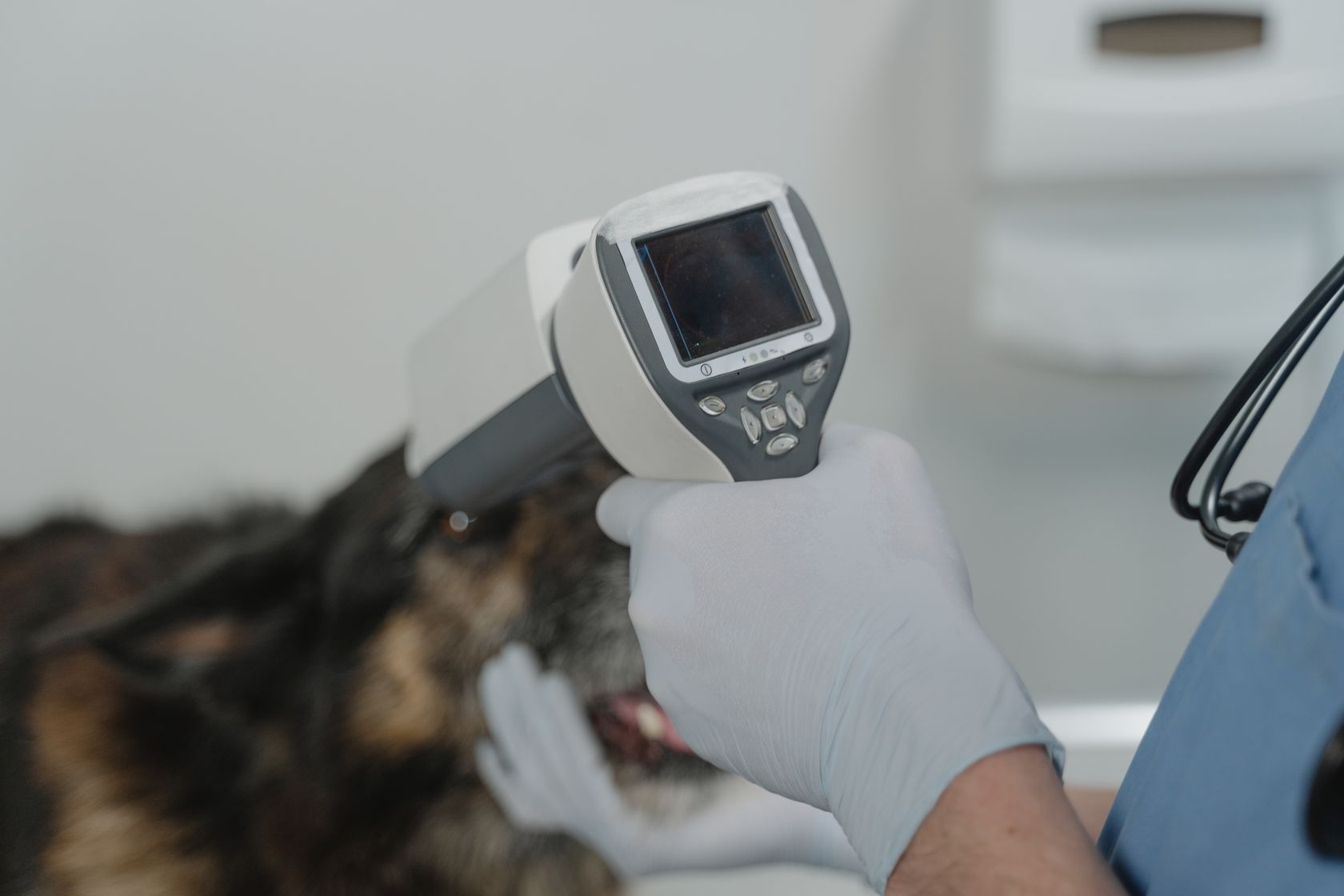 Veterinario leyendo el microchip de identificación de un perro en PetEco Galapagar