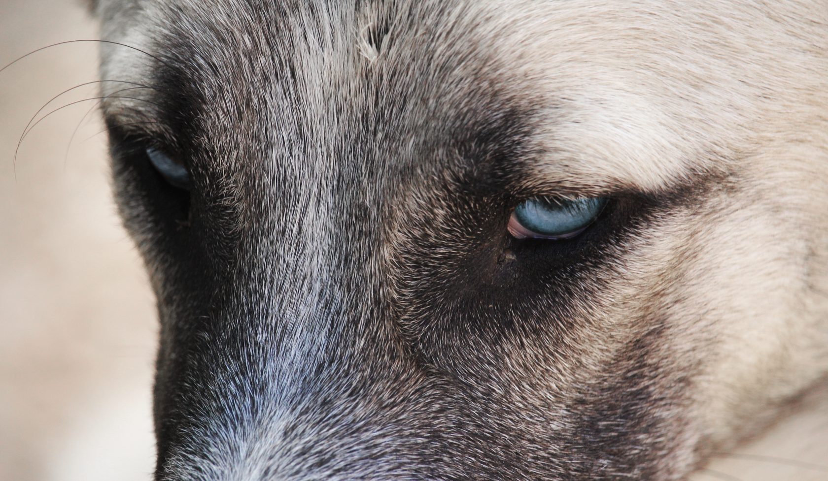Primer plano del ojo de un perro en una revisión oftalmológica en la clínica veterinaria PetEco de Galapagar