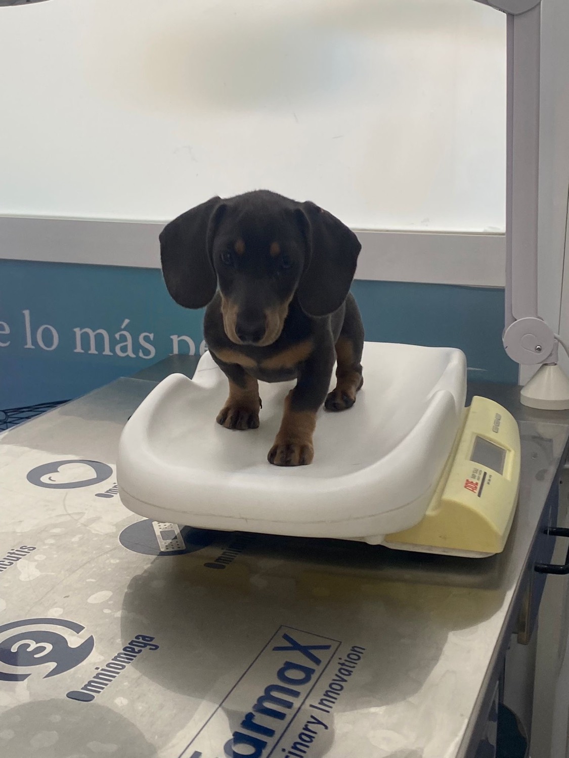 Pesaje de un cachorro