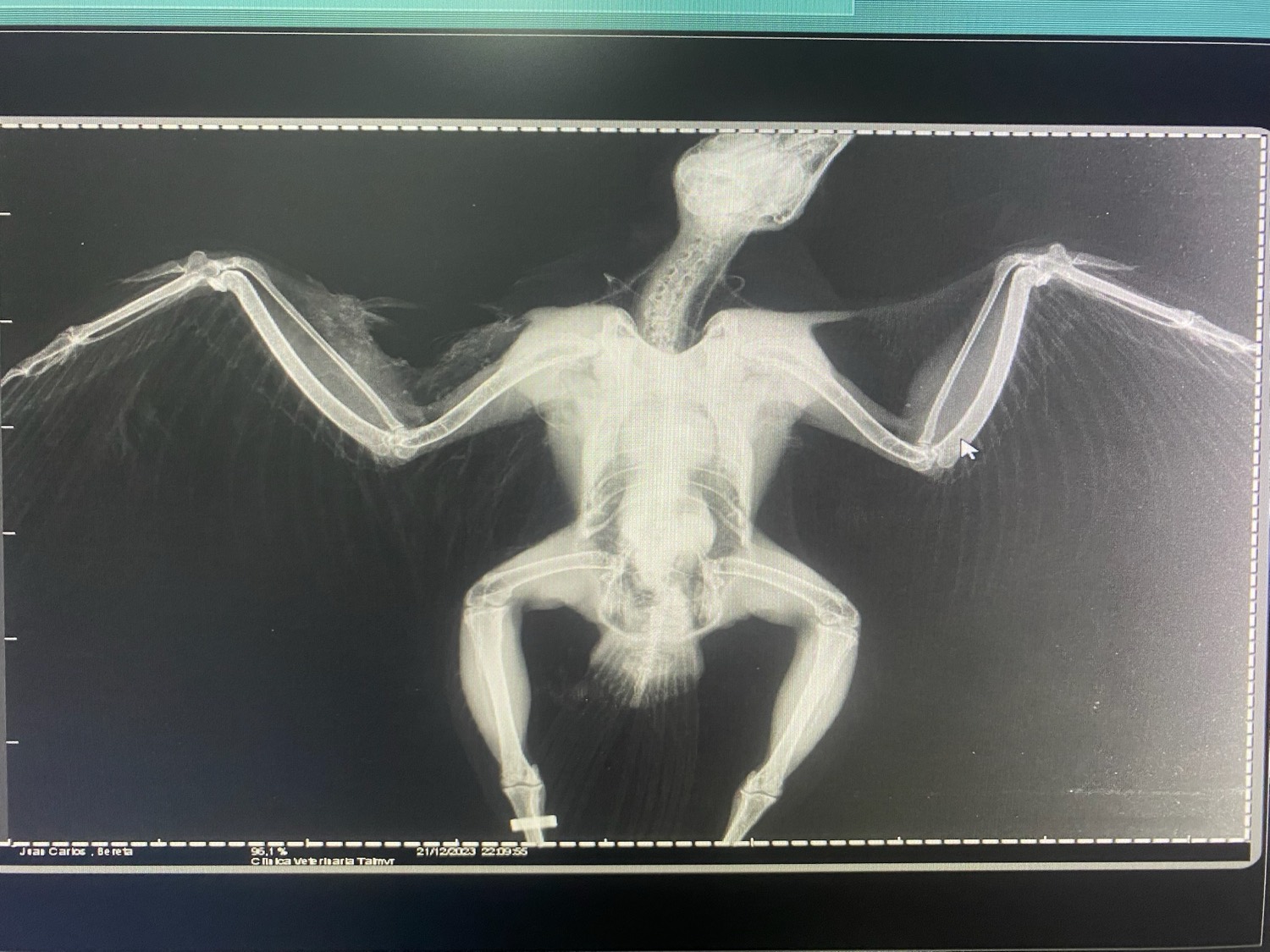 Radiografía de un ave exótica