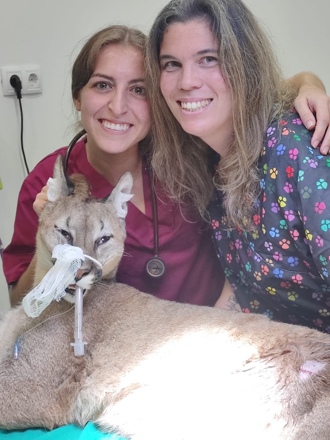 Equipo de PetEco atendiendo a un puma sedado