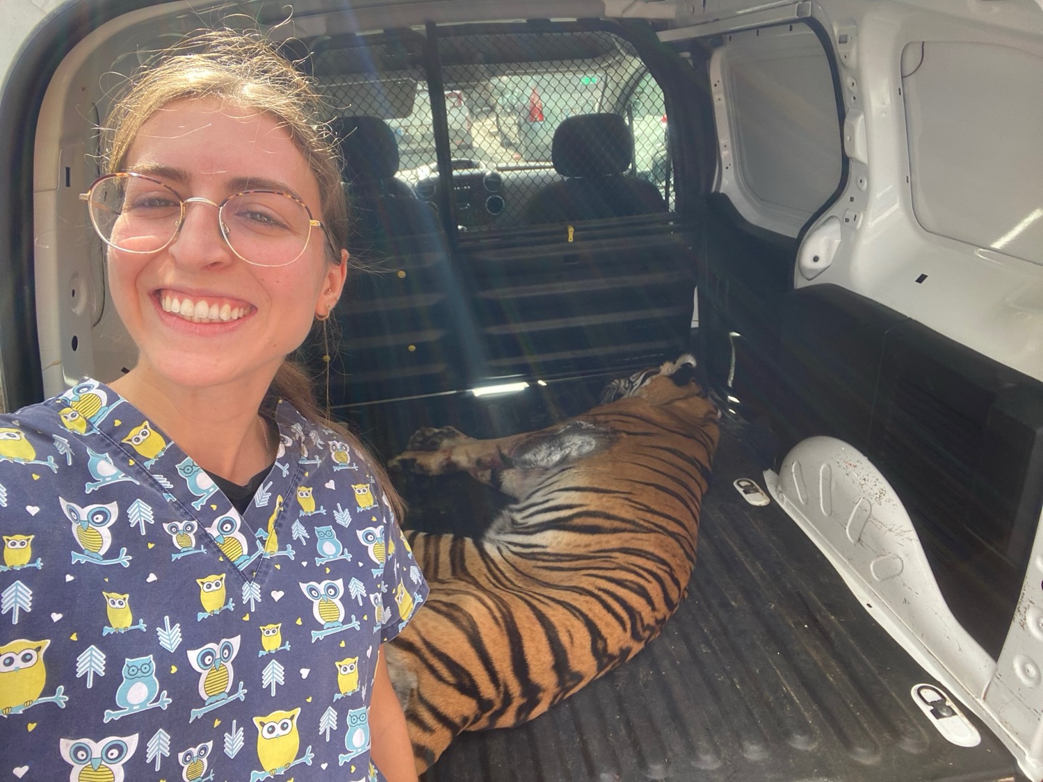Veterinaria de PetEco junto a un tigre sedado
